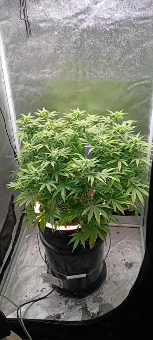 Mintz Runtz auto from Spliff