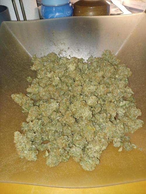 Auto Black Opium. Week 12 - Bud in bowl