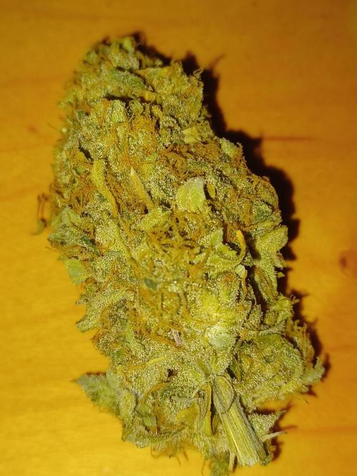 Auto Black Opium. Week 12 - Bud close up