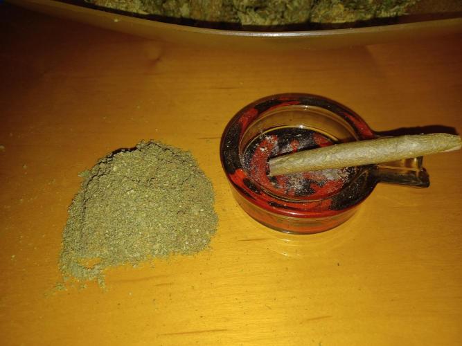 Auto Black Opium. Week 12 - Ready to smoke