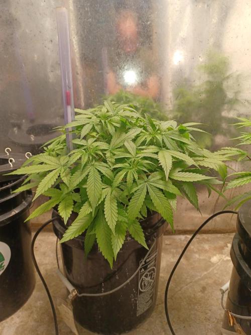 Hulk Banner Auto. Week 6 - Side view 