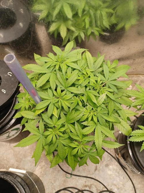 Hulk Banner Auto. Week 6 - From above 