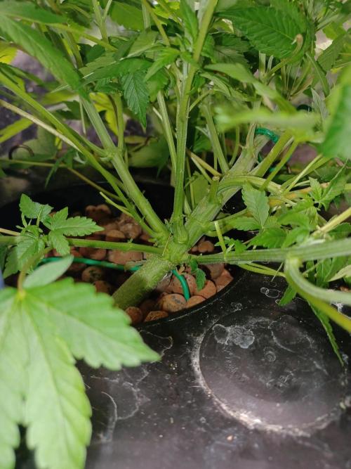 Hulk Banner Auto. Week 6 - Base