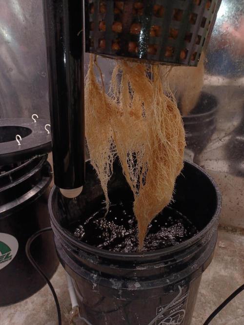 Hulk Banner Auto. Week 6 - Roots