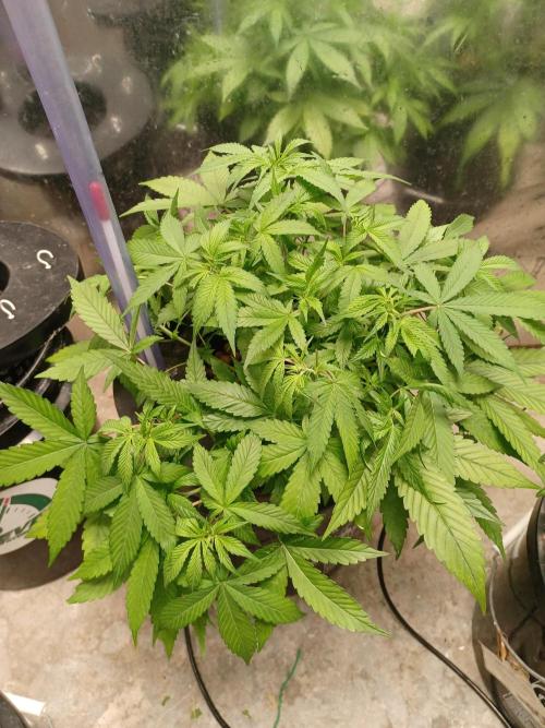 Hulk Banner Auto. Week 6 - After defoliation 