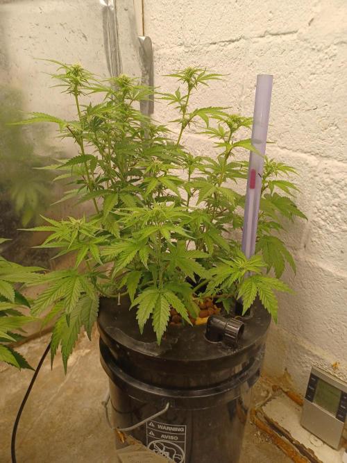 Animal Mintz. Week 6 - Side view