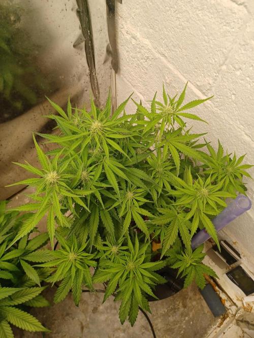 Animal Mintz. Week 6 - From above 