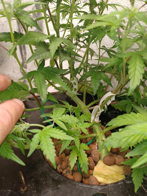 Animal Mintz. Week 6 - Base