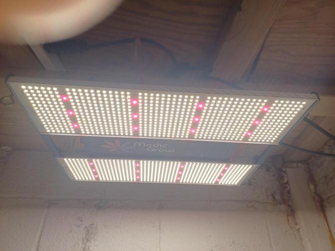 Animal Mintz. Week 6 - Medic Grow Mini Sun-2 