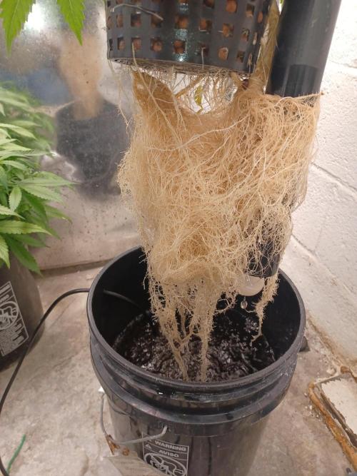 Animal Mintz. Week 6 - Roots