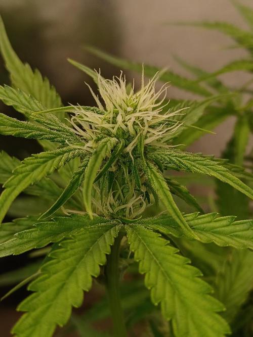 Animal Mintz. Week 6 - Cola top 1