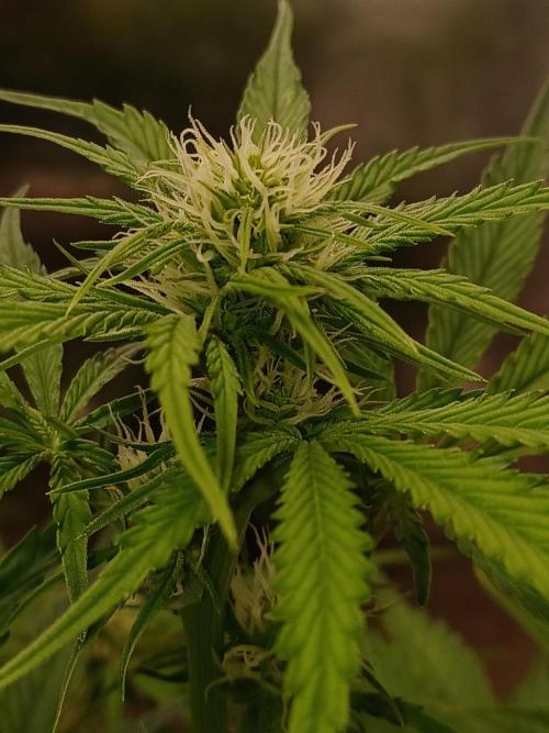 Animal Mintz. Week 6 - Cola top 2