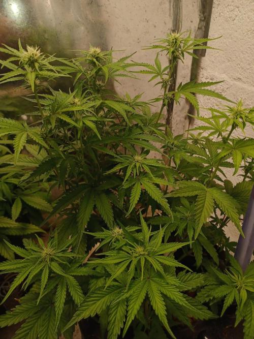 Animal Mintz. Week 6 - Tops