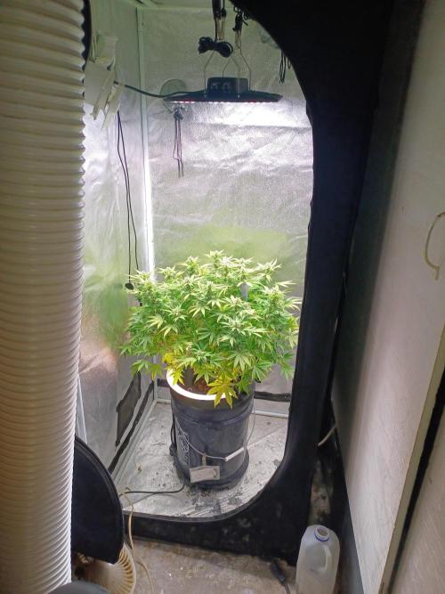 Mintz Runtz auto from Spliff. Week 11 - Tent view