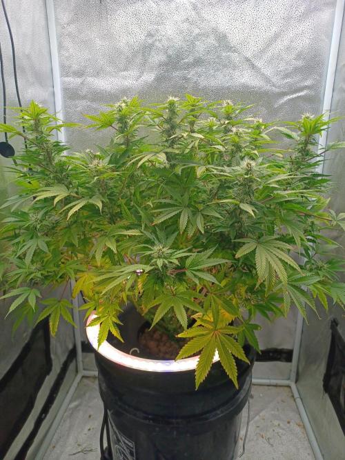 Mintz Runtz auto from Spliff. Week 11 - Side view