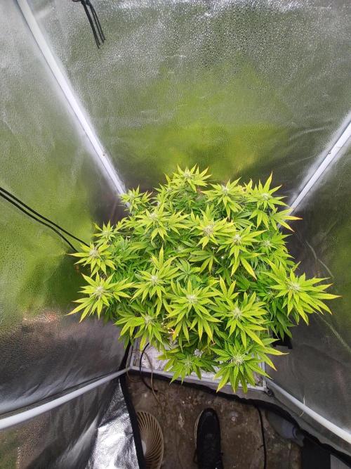 Mintz Runtz auto from Spliff. Week 11 - From above 