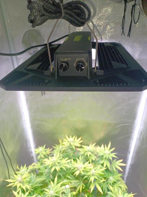 Mintz Runtz auto from Spliff. Week 11 - Elufah UAP1500 