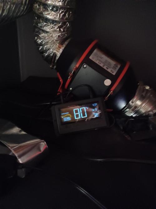 Mintz Runtz auto from Spliff. Week 11 - Equipment 