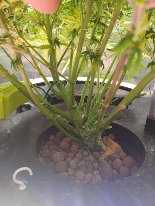 Mintz Runtz auto from Spliff. Week 11 - Base