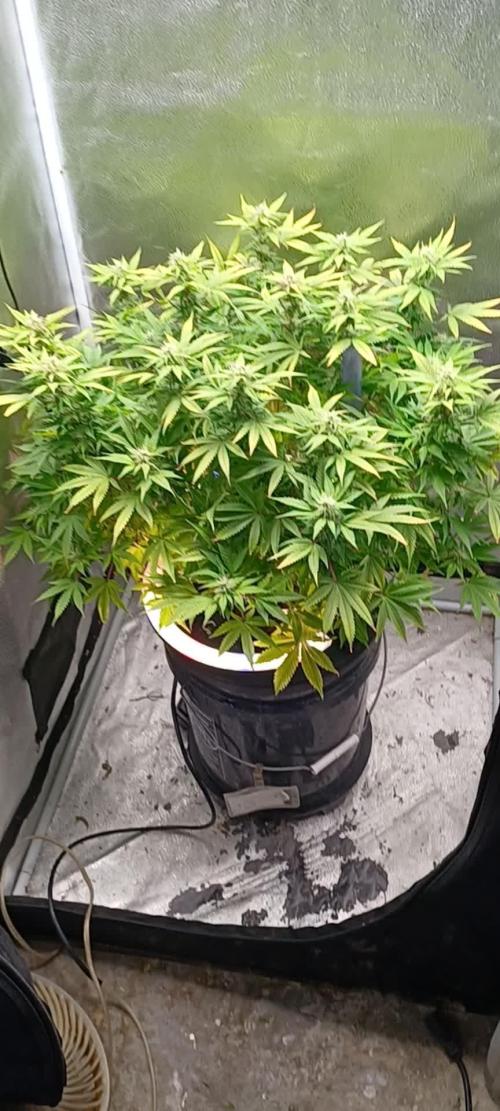 Mintz Runtz auto from Spliff