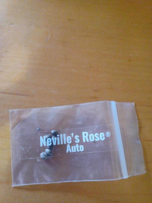 Neville's Rose auto Delicious Seeds. Week 0 - Seed package 