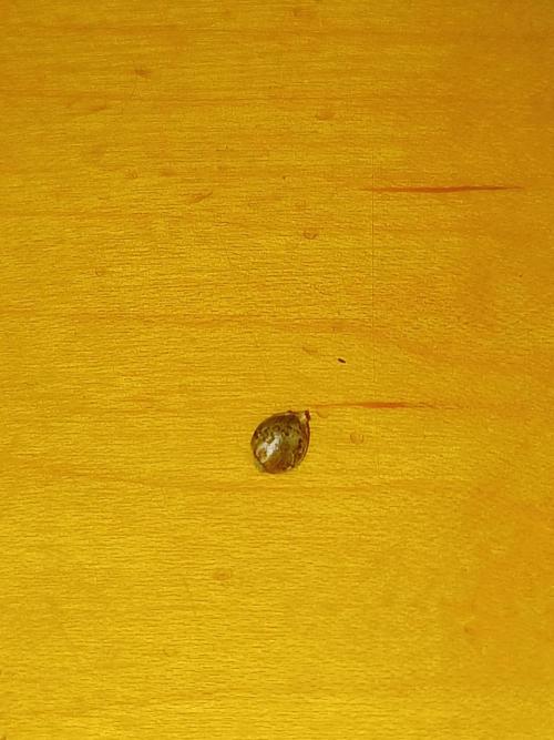 Neville's Rose auto Delicious Seeds. Week 0 - Seed