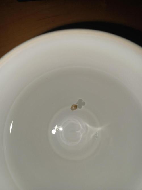 Neville's Rose auto Delicious Seeds. Week 0 - Glass of water 