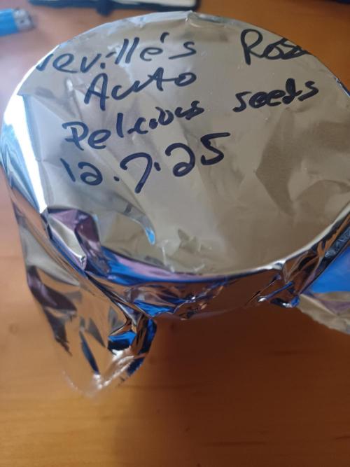 Neville's Rose auto Delicious Seeds. Week 0 - Off to germinate 