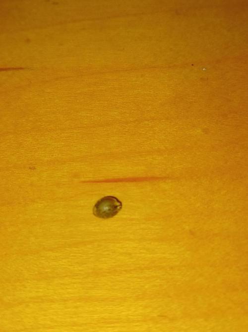 Delicious Cookies Delicious Seeds. Week 0 - Seed