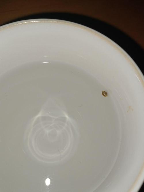 Delicious Cookies Delicious Seeds. Week 0 - In water 