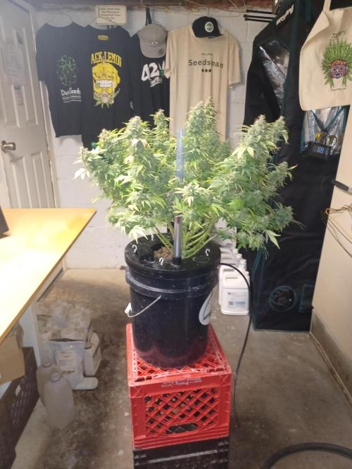 Mintz Runtz auto from Spliff. Week 12 - Side view 