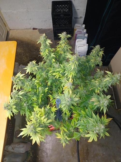 Mintz Runtz auto from Spliff. Week 12 - From above 