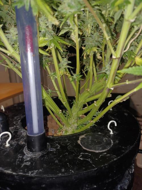 Mintz Runtz auto from Spliff. Week 12 - Base