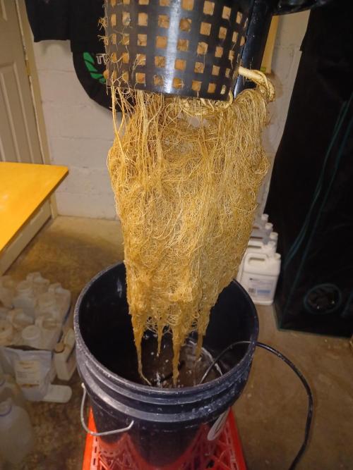 Mintz Runtz auto from Spliff. Week 12 - Roots