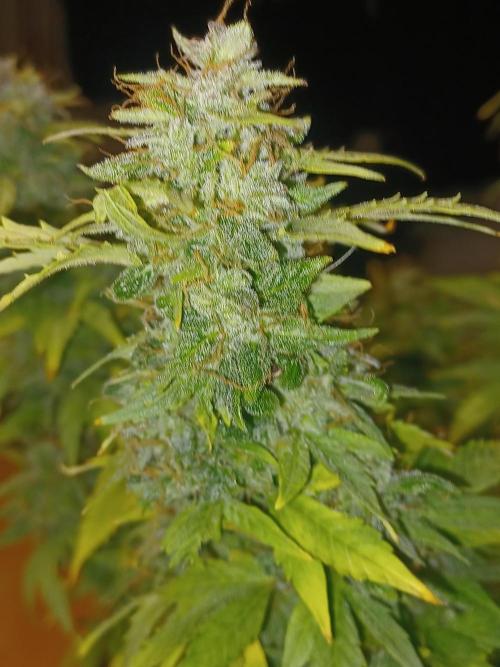 Mintz Runtz auto from Spliff. Week 12 - Cola pic 1