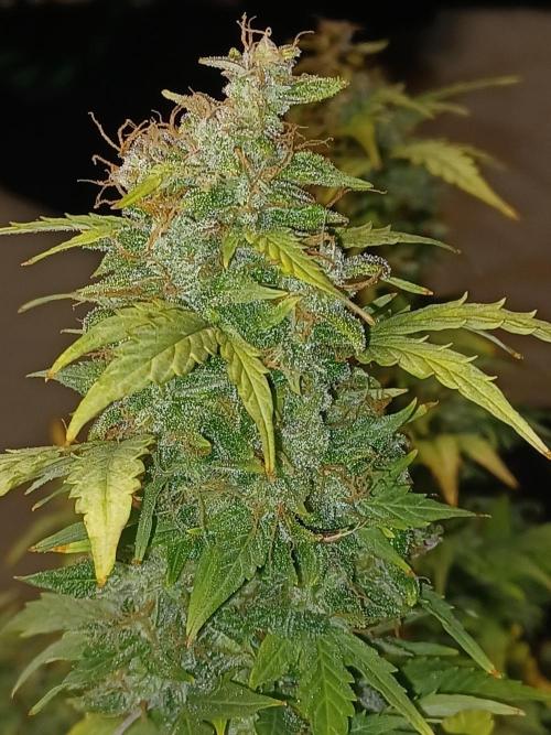 Mintz Runtz auto from Spliff. Week 12 - Cola pic 2