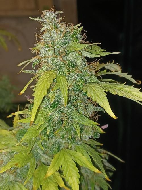 Mintz Runtz auto from Spliff. Week 12 - Cola pic 3