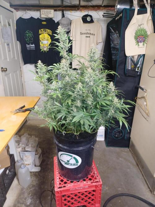 Animal Mintz. Week 10 - Side view 