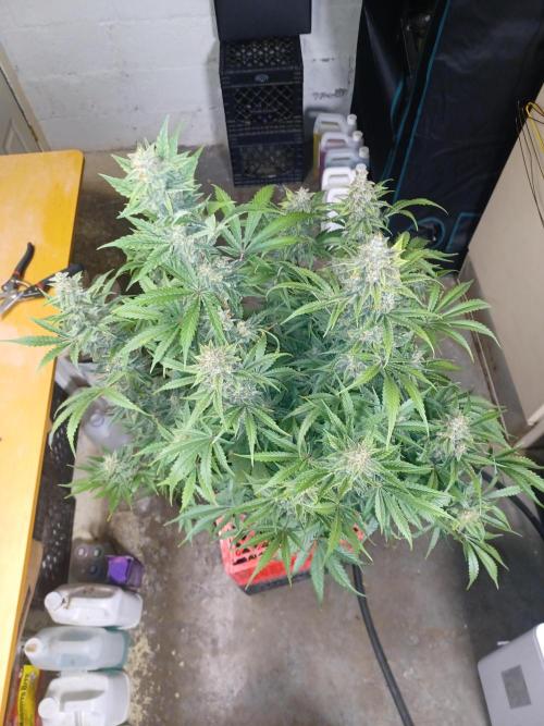 Animal Mintz. Week 10 - From above 