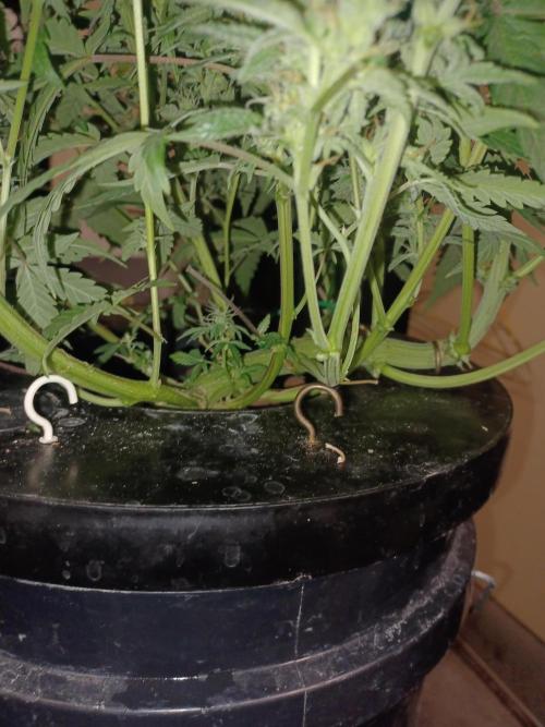 Animal Mintz. Week 10 - Base