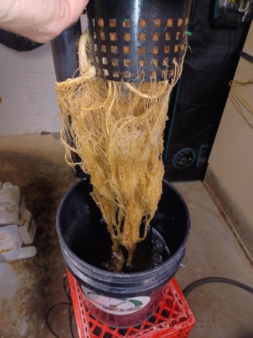 Animal Mintz. Week 10 - Roots