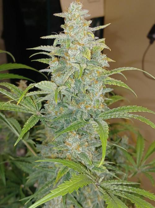 Animal Mintz. Week 10 - Cola pic 2