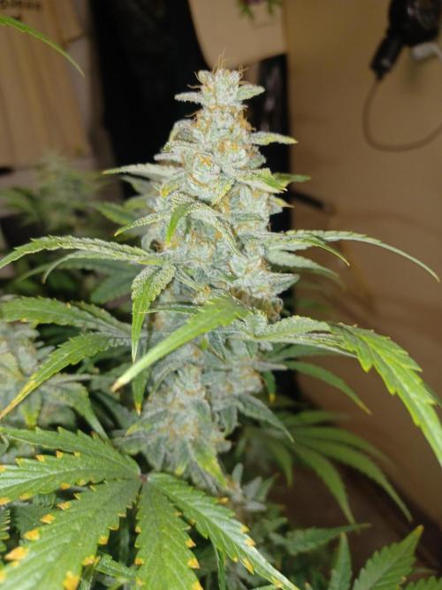 Animal Mintz. Week 10 - Cola pic 3