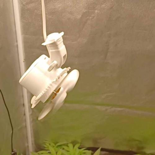 Sweet Bourbon Kush auto SSSC