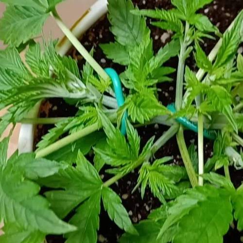 Baked Bomb Auto Bomb seeds 