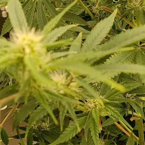 Big Fat Wedding Cake Dutch Fem