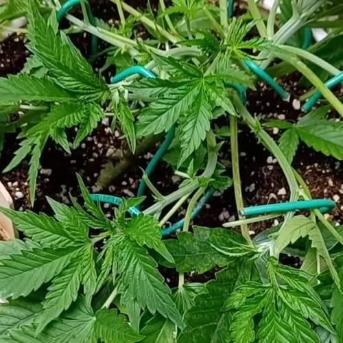 Baked Bomb Auto Bomb seeds 