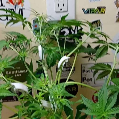 Sweet Bourbon Kush auto SSSC