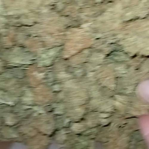 Bruce Banner #3 Fast