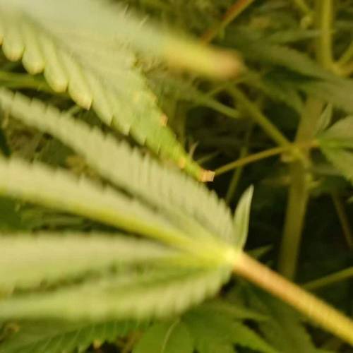 Big Fat Wedding Cake Dutch Fem